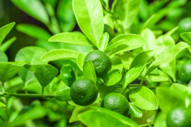 Çiftlikte limon ağacı. Yeşil dallarda yeşil kireç meyvesi.