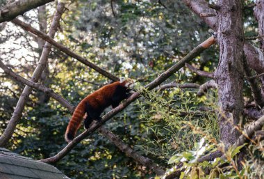 İskoçya, Edinburgh Hayvanat Bahçesi 'ndeki bir ağaca tırmanan Kızıl Panda. Himalaya' ya özgü nadir ve nesli tükenmekte olan bir tür.