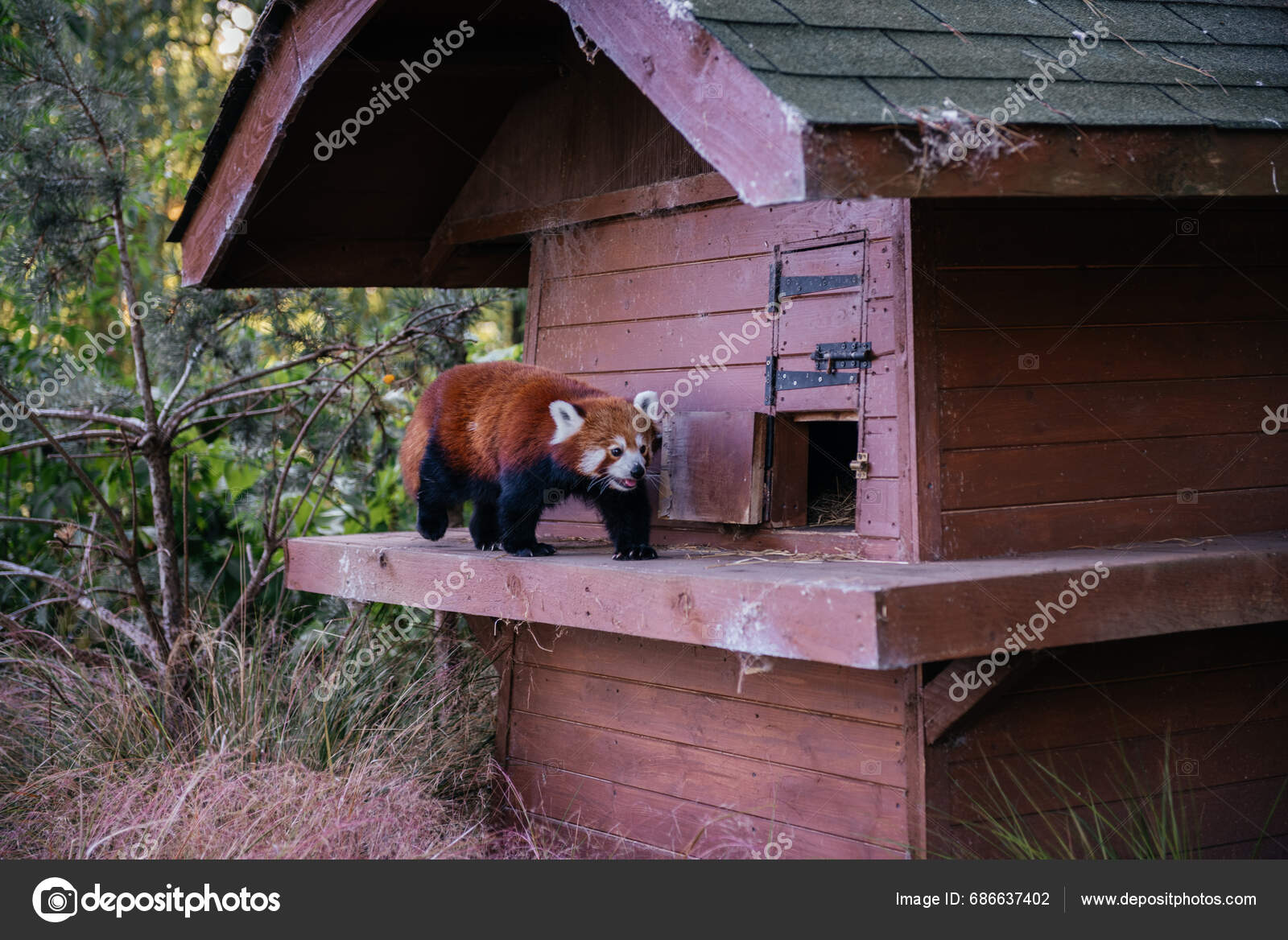 Red Panda Edinburgh Zoo Scotland Rare Endangered Species Native