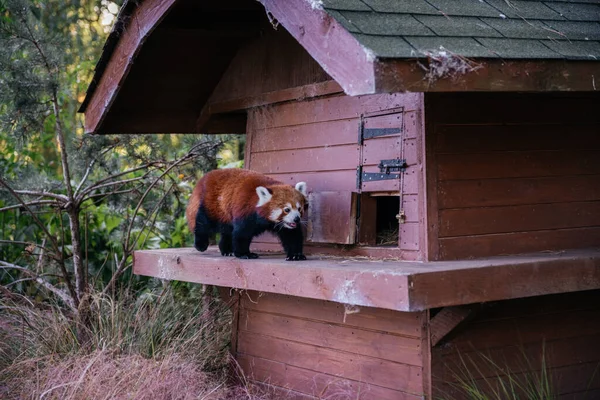 Red Panda Jardim Zoológico Edimburgo Escócia Uma Espécie Rara Ameaçada Imagens De Bancos De Imagens Sem Royalties