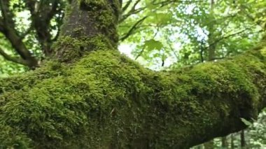 İskoçya 'daki bahar ormanlarında yosun kaplı ağaç gövdesi ve güzel yeşil yapraklar.