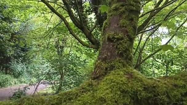 Mossbelagd Trädstam Med Vackra Gröna Blad Vårskogen Skottland — Stockvideo