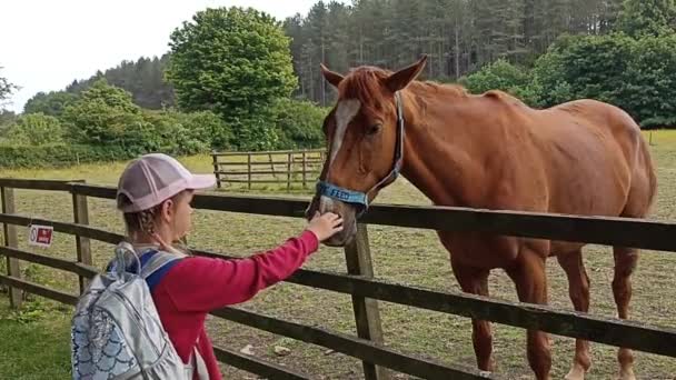 Dívka Hladí Koně Venkovním Parku Létě Dítě Krmí Koně — Stock video