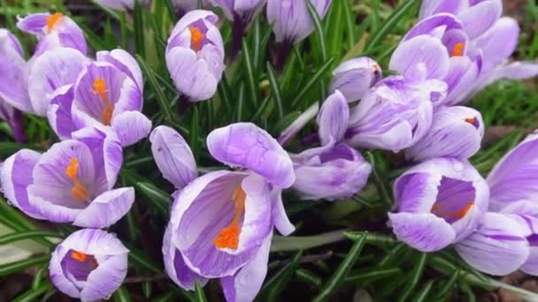 Gyönyörű Tavaszi Háttér Közelről Egy Csoport Virágzó Lila Crocus Virágok — Stock videók