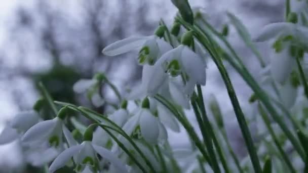Flores Frescas Blancas Nevadas Temblando Suavemente Mientras Son Acariciadas Por — Vídeos de Stock