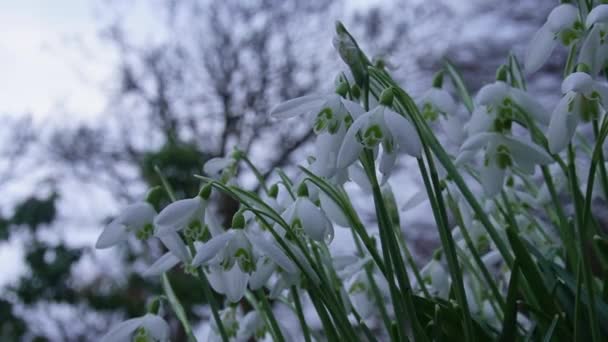 Verse Witte Sneeuwdruppels Bloemen Zachtjes Trillen Als Worden Gekoesterd Door — Stockvideo