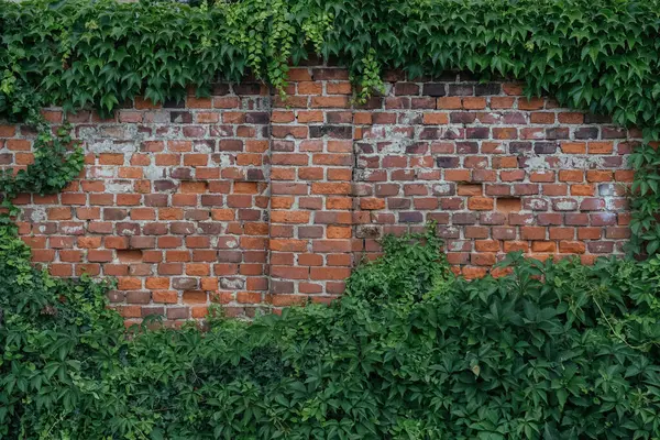 Natures Embrace: Ivy-Covered Brick Wall in Urban Setting, an old brick wall and the vitality of nature, as seen in the lush ivy that partially covers it.