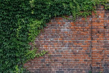 Doğayı kucaklayan: Sarmaşık kaplı Tuğla Duvar, eski bir tuğla duvar ve onu kısmen kaplayan bereketli sarmaşıkta görüldüğü gibi doğanın canlılığı.
