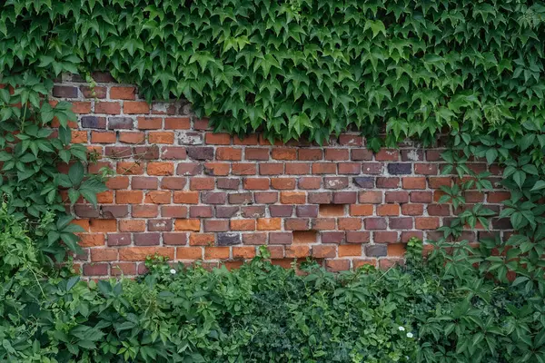 Natures Embrace: Ivy-Covered Brick Wall in Urban Setting, an old brick wall and the vitality of nature, as seen in the lush ivy that partially covers it.