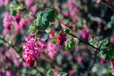 İlkbaharda çiçek açan Pembe Ribes Frenk Çiçeği, Ribes sanguineum, yaygın olarak çiçek açan frenk üzümü ya da kırmızı-çiçek açan frenk üzümü olarak bilinir..