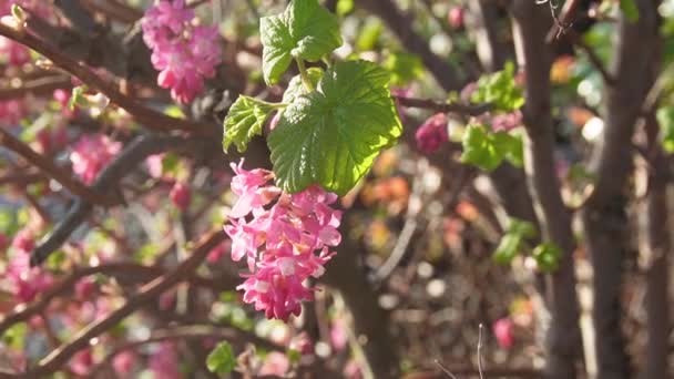 咲くピンクのリブ カラント 春の花 開花カラントまたは赤花カラントとして一般的に知られているリブスチニウム — ストック動画