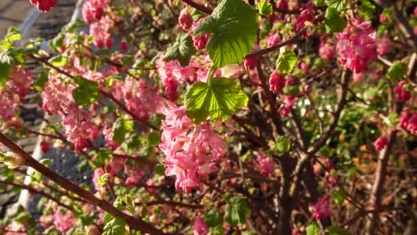 咲くピンクのリブ カラント 春の花 開花カラントまたは赤花カラントとして一般的に知られているリブスチニウム — ストック動画