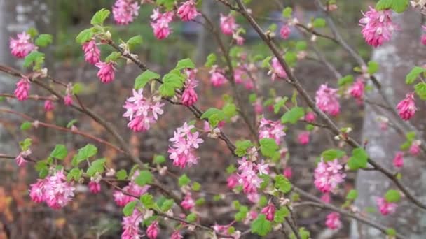 Bloeiende Roze Ribes Krullende Bloem Het Voorjaar Ribes Sanguineum Algemeen — Stockvideo