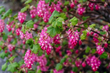 İlkbaharda çiçek açan Pembe Ribes Frenk Çiçeği, Ribes sanguineum, yaygın olarak çiçek açan frenk üzümü ya da kırmızı-çiçek açan frenk üzümü olarak bilinir..