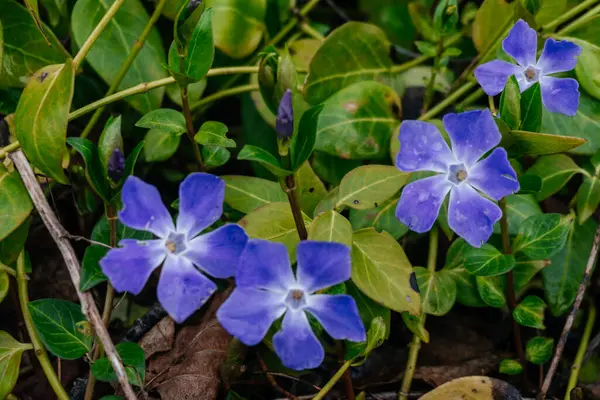 Vinca minörden güzel mor çiçekler. Mor menekşe rengi, Vinca minör çiçeği. Sabah çiğ tanesiyle süslenmiş..