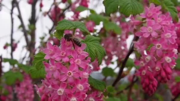 Abelha Polinizando Flores Cor Rosa Ribes Corinto Flor Primavera Uma — Vídeo de Stock