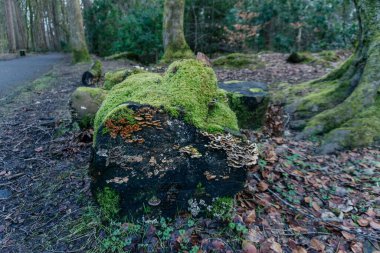 Ormanda Lush Moss 'la çürüyen kütük, dingin bir ormandaki eski bir kütüğün üzerinde canlı yeşil yosun ve çürüyen kahverengi odun. T