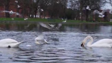 Gölette ekmek yiyen kuğular, dingin bir gölet ortamındaki izleyiciler tarafından sunulan ekmekle beslenen iki zarif kuğu çevreleriyle çatışırken yakalanır.