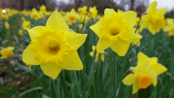 Живий Парк Нарцисів Ніжному Бризі Яскрава Колекція Жовтих Нарцисів Виділяється — стокове відео