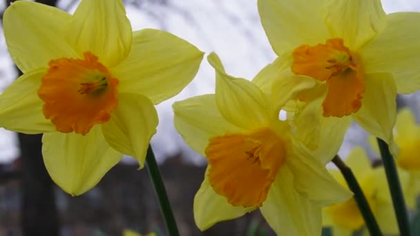 Primer Plano Narcisos Amarillos Parque Gentle Breeze Una Colección Vibrante — Vídeo de stock