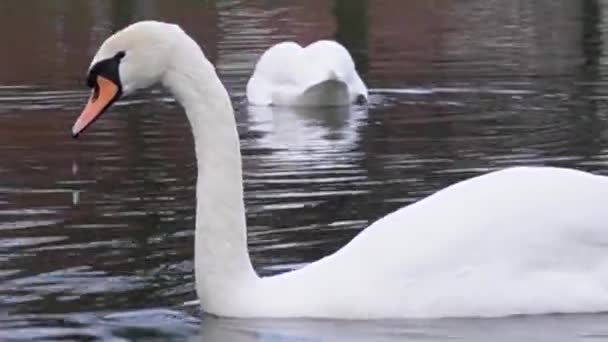 Los Cisnes Alimentan Pan Estanque Dos Cisnes Elegantes Son Capturados — Vídeos de Stock