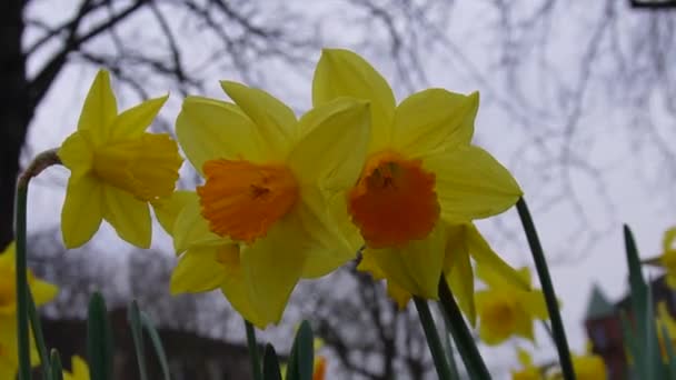 Detailní Záběr Žlutých Daffodilů Parku Mírném Vánku Žhavá Sbírka Žlutých — Stock video