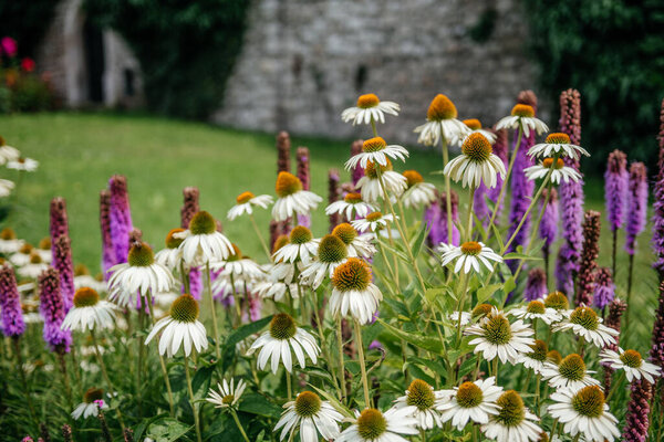 an appealing blend of White Swan Echinacea flowers, with their distinct raised centers, paired with the tall spires of purple Lupine