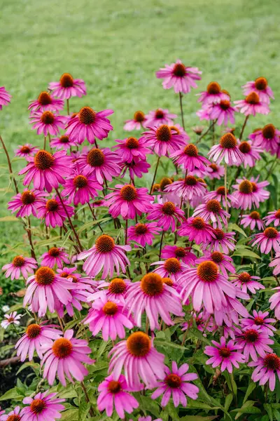 pink Echinacea flowers, also known as Purple Coneflowers, with their prominent central cones and lively pink petals