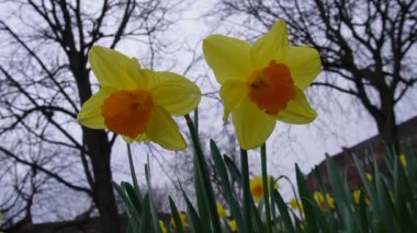 Gentle Breeze 'deki parkta sarı nergislerin yakın çekimi. Sarı nergislerden oluşan canlı bir kolleksiyon yemyeşil bir parkta göze çarpıyor, narin rüzgarda hafifçe sallanan yaprakları.