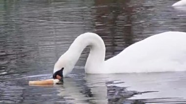 Gölette ekmek yiyen kuğular, dingin bir gölet ortamındaki izleyiciler tarafından sunulan ekmekle beslenen iki zarif kuğu çevreleriyle çatışırken yakalanır.
