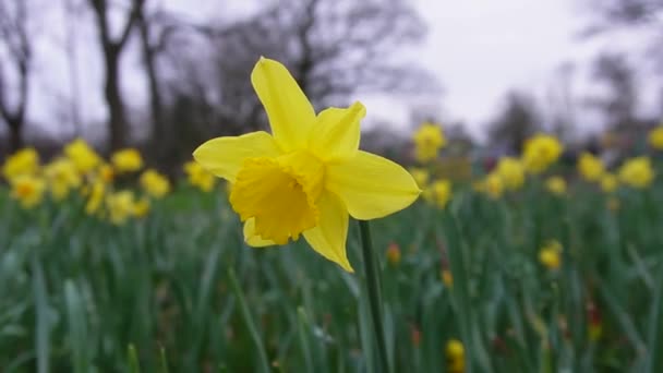 부드러운 바람에 공원에서 Daffodils의 클로즈업 무성한 부드러운 바람에 흔들리는 그들의 — 비디오