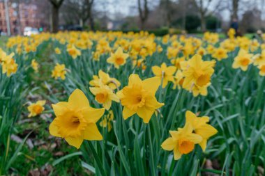 Sarı Narcissus Nergis Çiçekleri, açık sarı nergislerle dolu bir tarla bulutlu bir gökyüzü zeminine karşı.