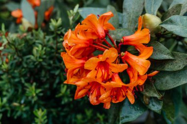 Canlı Orange Rhododendron Çiçekleri Dew Drops, parlak turuncu Rhododendron çiçeklerine yakın plan, yakın zamanda yağan yağmur damlaları narin yapraklarının üzerinde parlıyor.