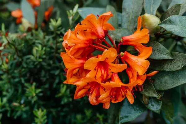 Canlı Orange Rhododendron Çiçekleri Dew Drops, parlak turuncu Rhododendron çiçeklerine yakın plan, yakın zamanda yağan yağmur damlaları narin yapraklarının üzerinde parlıyor.