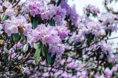 Dolu Açan Lavanta Rododendron Çiçekleri, bahar aylarında açan bir çalı çalısının güzelliği, hayat veren lavanta çiçekleri kümeleri