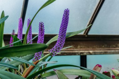 Vibrant Purple Pickerel Rush in Bloom, the striking beauty of purple pickerel rush Pontederia cordata flowers, with their tall, dense spikes rising elegantly among broad green leave clipart