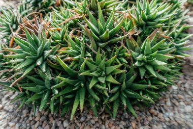 Enfes bir Aloe Vera kümesi, yoğun bir sulu bitki kümesi, muhtemelen çeşitli aloe çeşitleri, kalın, yeşil, sivri yapraklarını yumuşak dikenli sergiliyor.