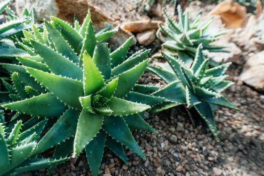 Rocky Toprakları 'ndaki dikenli Aloe Bitkileri. Keskin, uzun yeşil yapraklı ve sivri uçlu bir grup aloe vera bitkisi.