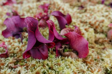 Carnivorous Pitcher Plants Growing in Moss, the intriguing beauty of pitcher plants Sarracenia purpurea nestled in a bed of lush sphagnum moss. clipart
