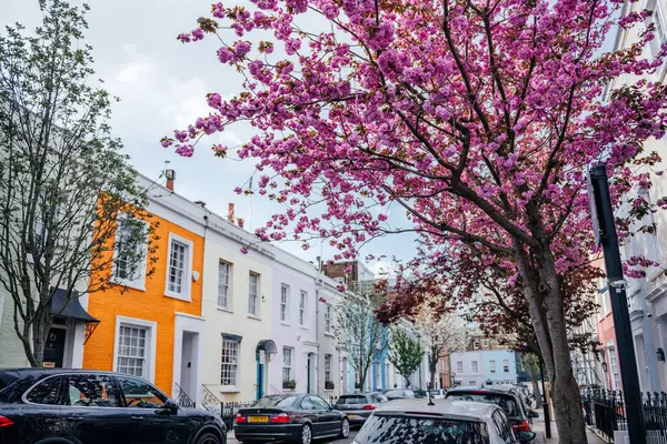 Notting Hill, Londra 'da bahar esintisi, sokağın üzerinde açan yemyeşil kiraz çiçekleriyle