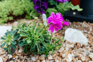 The stunning pink bloom of Lewisia cotyledon, an alpine plant nestled in a rock garden clipart