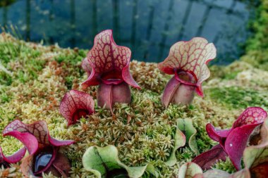 Carnivorous Pitcher Plants Growing in Moss, the intriguing beauty of pitcher plants Sarracenia purpurea nestled in a bed of lush sphagnum moss. clipart