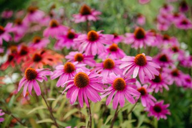 Pembe Echinacea çiçekleri, ayrıca Mor Koni çiçekleri olarak da bilinir, göze çarpan merkezi konileri ve canlı pembe taç yapraklarıyla