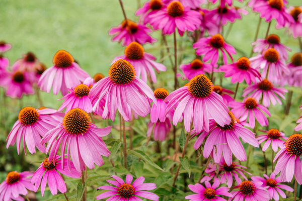 Мечтательный образ бледно-розового Anemone hupehensis, также известный как ветровые цветы, мягко сосредоточены на размытом фоне сада