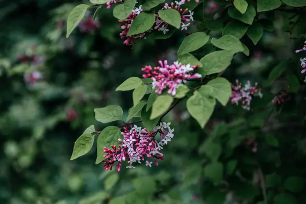 A spray of lilac flowers, showcasing a beautiful contrast of pink buds and white blossoms against the lush green leaves