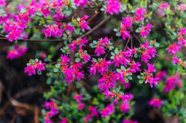 Pembe açelya çiçeklerinin canlı güzelliği, sabah çiğ taneleriyle parıldıyor. Çiçekler, koyu yeşil bir yaprak zeminine karşı zengin renklerini ve narin taç yapraklarını sergiliyorlar.