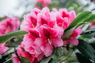Canlı pembe rhododendron çiçeklerinin yakın plan görüntüsü. Çiçek açan bir bahçede yemyeşil yapraklar.