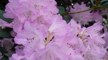 Pembe rhododendron çiçeklerinin tam çiçeklendiği yakından bakınca rüzgarda sallanan yemyeşil yapraklar...