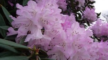 Pembe rhododendron çiçeklerinin tam çiçeklendiği yakından bakınca rüzgarda sallanan yemyeşil yapraklar...