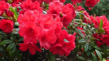 Canlı kırmızı rhododendron çiçekleri rüzgarda hafifçe sallanıyor, doğal güzelliklerini vurguluyor.